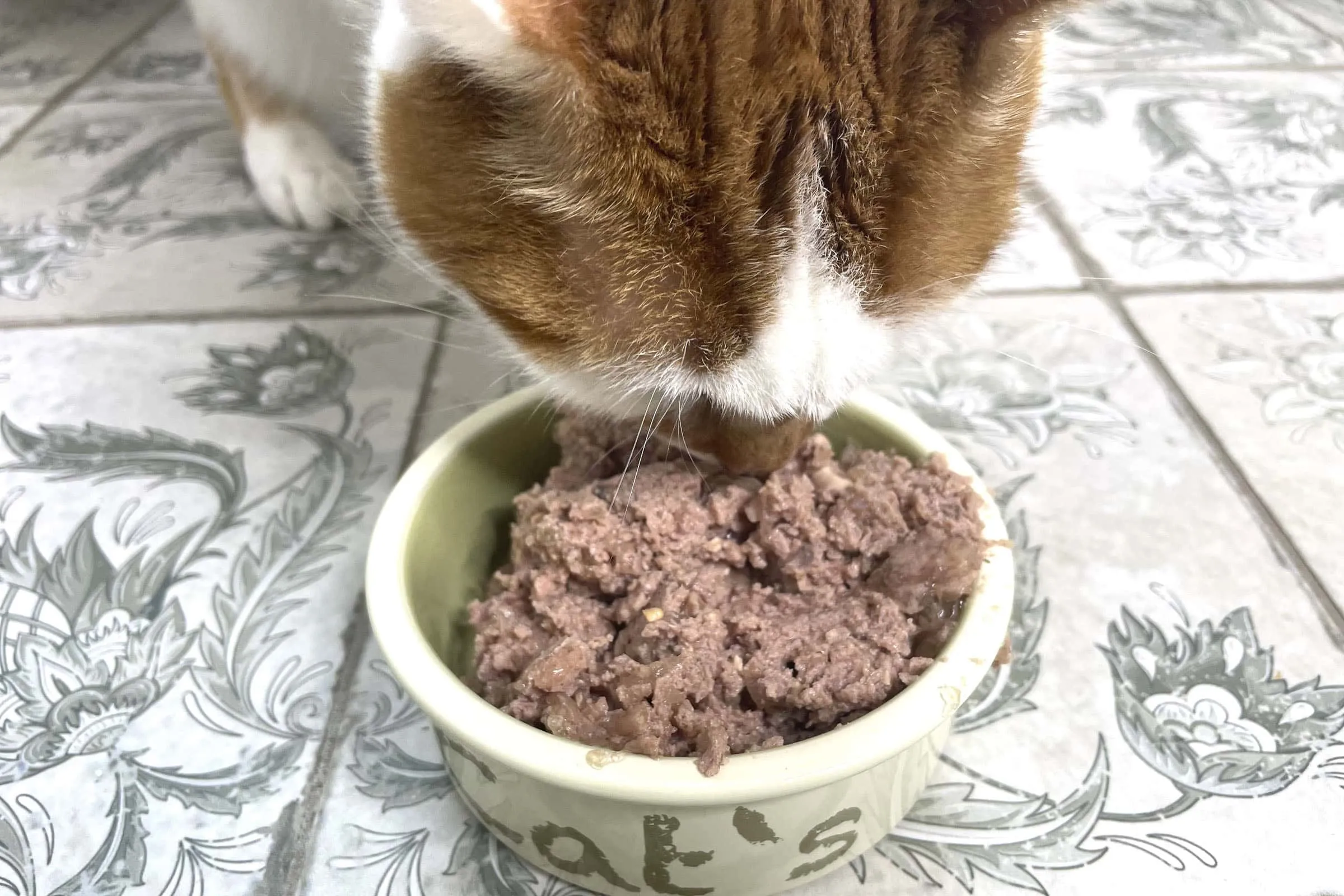 Eine Katze frisst begeistert das Anifit Powertöpfchen