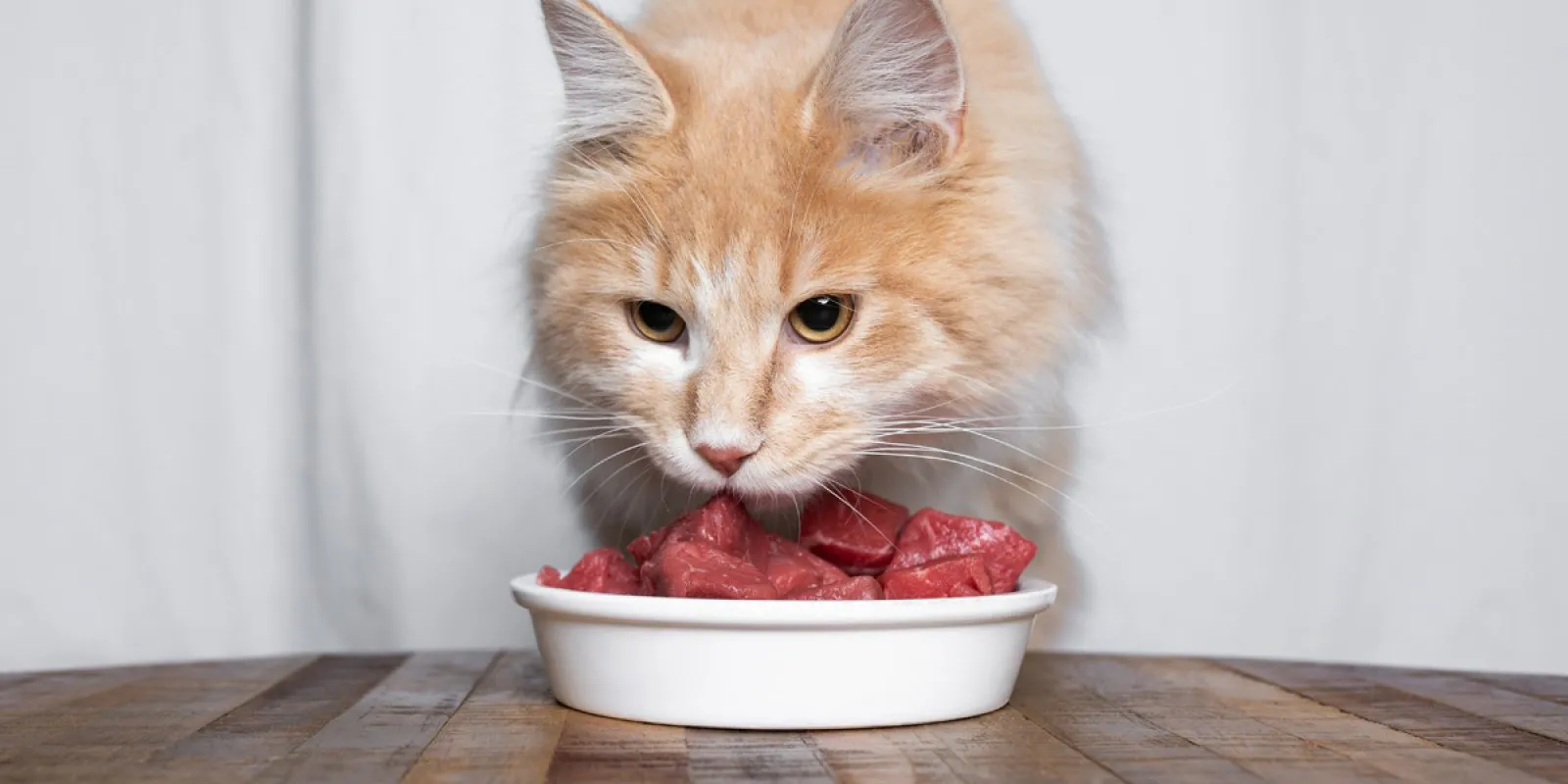 Eine Katze frisst rohes Fleisch von einem Teller, Darstellung der BARF-Ernährungsmethode