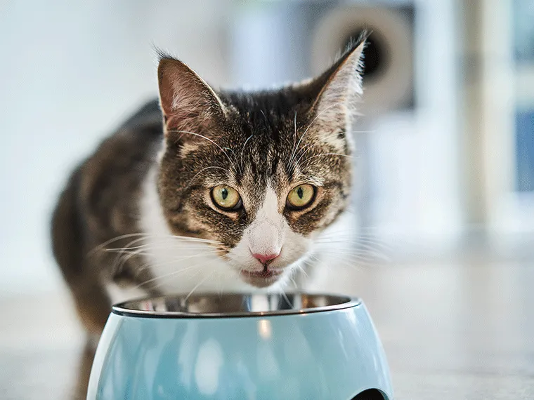 Eine Katze mit wenig Appetit vor einem vollen Futternapf