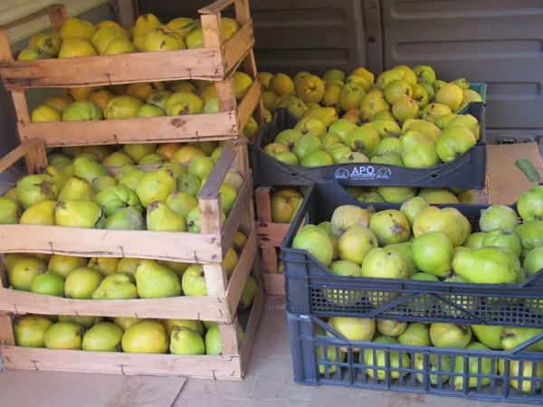Eine Lieferung frisch geernteter Quitten, bereit für die sorgfältige Auswahl und Pressung in unserer Manufaktur zu hochwertigem Quittensaft.