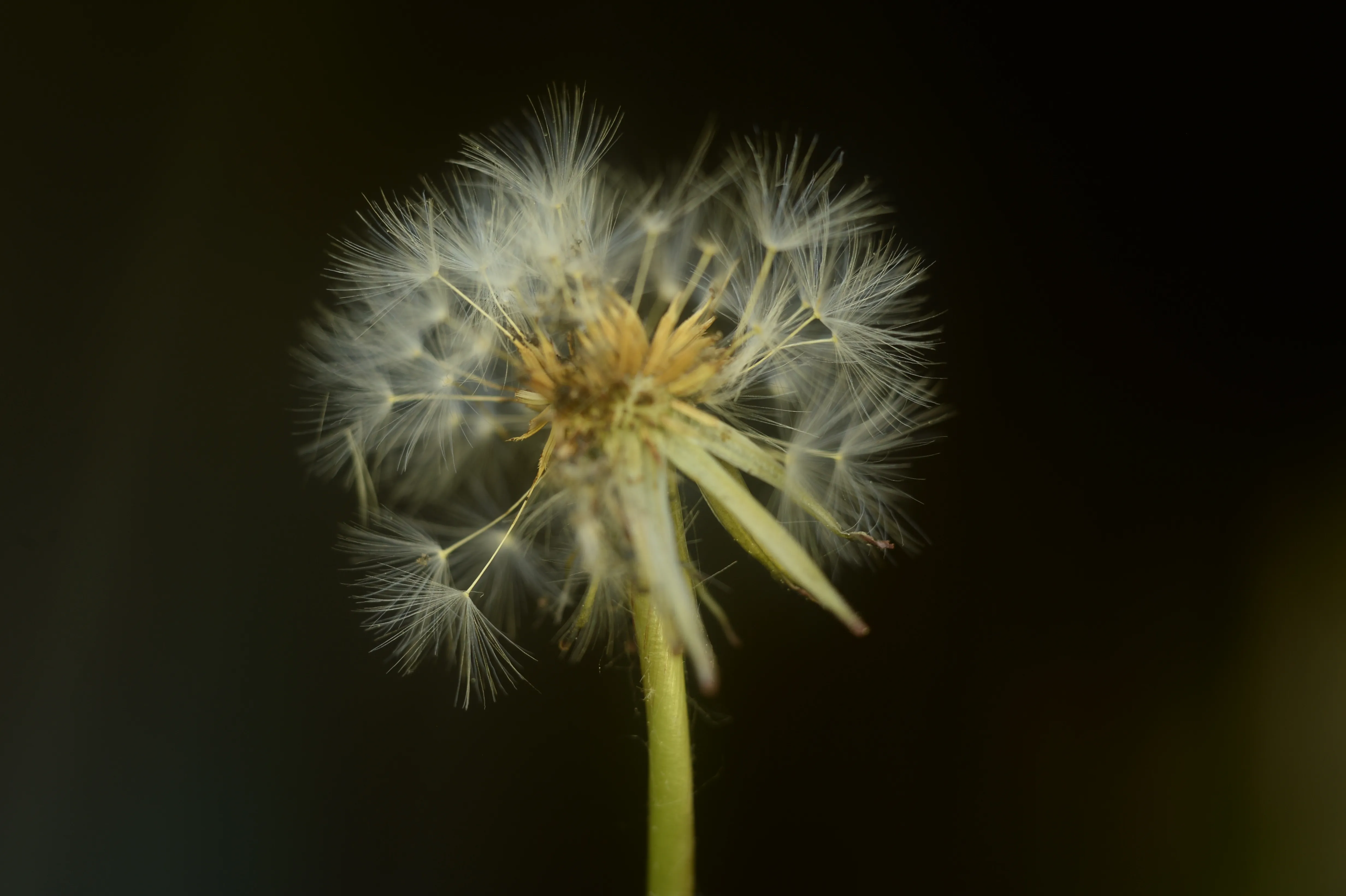 Eine Löwenzahnblüte, bei der einige Teile scharf, andere aber unscharf sind.
