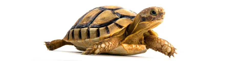 Eine neugierige junge Schildkröte erkundet ihre Umgebung, ein Beispiel für exotische Haustiere, die zwar zahm werden können, aber selten kuschelbedürftig sind.