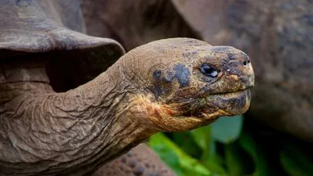 Eine riesige Galapagos-Schildkröte auf den Galapagos-Inseln, Ecuador, mit trockener Vegetation im Hintergrund.
