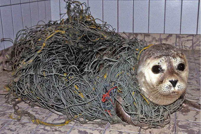 Eine Robbe verfängt sich in einem alten Fischernetz.