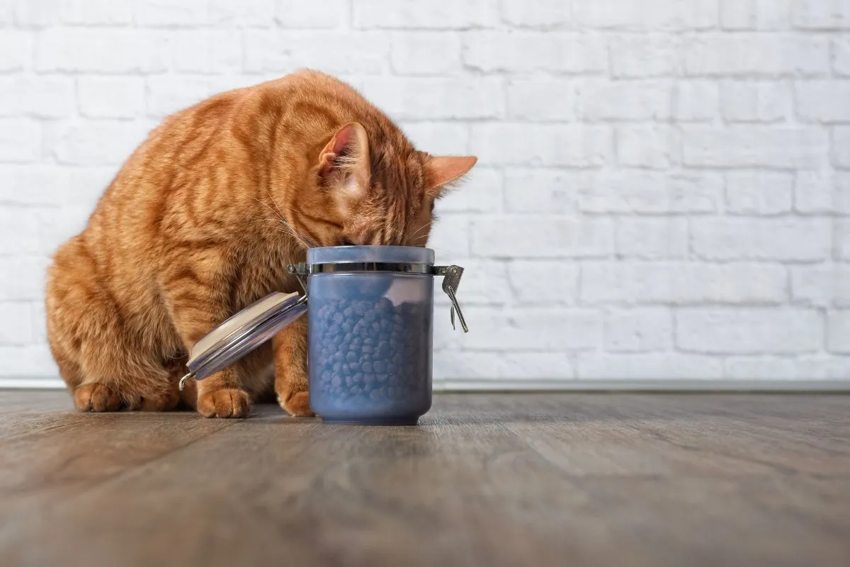 Eine rote Katze steckt ihren Kopf in eine offene Dose voller Trockenfutter, das praktisch aufbewahrt wird.