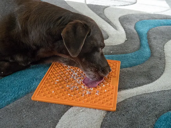 Eine Schleckmatte für Hunde ist mit einer Paste gefüllt und bietet dem Hund eine beruhigende Beschäftigung
