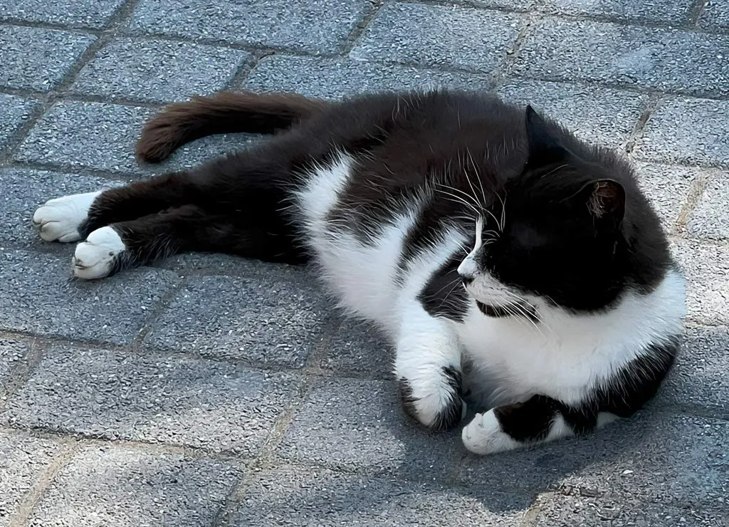 Eine schwarz-weiße Katze liegt ruhig und entspannt auf grauen Pflastersteinen im wohltuenden Schatten.
