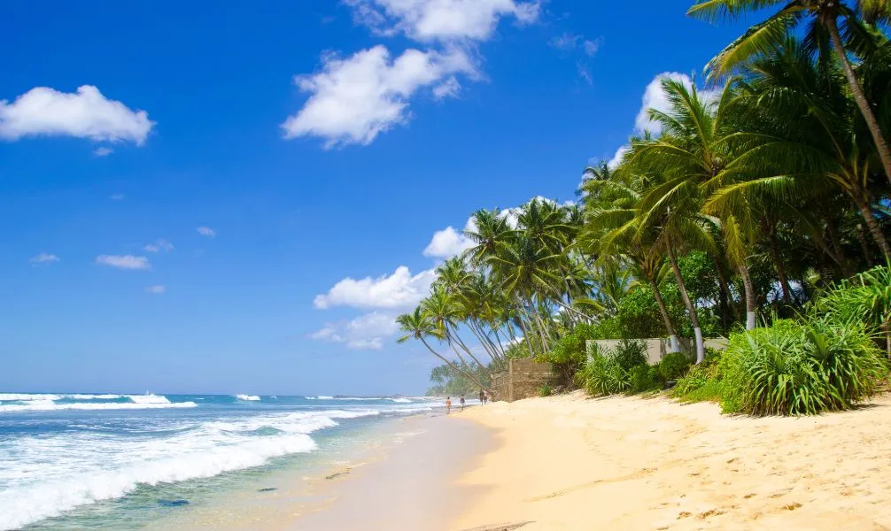 Eine üppige Teeplantage im Hochland von Sri Lanka