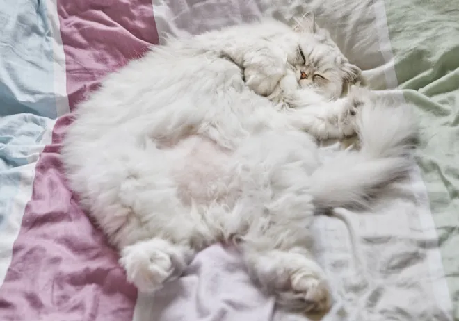 Eine wunderschöne weiße Britisch Langhaar Katze mit langem, flauschigem Fell und runden, pausbäckigen Wangen, die friedlich schläft und die Essenz der süßesten Katze der Welt verkörpert.