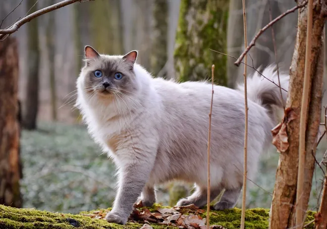 Eine wunderschöne weiße Ragdoll Katze mit seidigem Fell und strahlend blauen Augen, die ihren sanften und anhänglichen Charakter als süße Katze der Welt unter Beweis stellt.