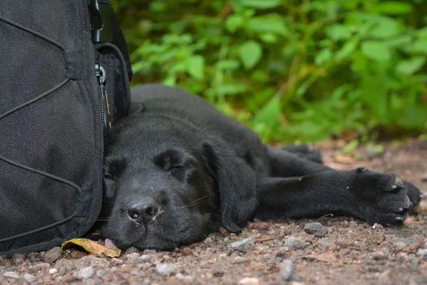 Eine Züchterin kuschelt mit Labrador Welpen
