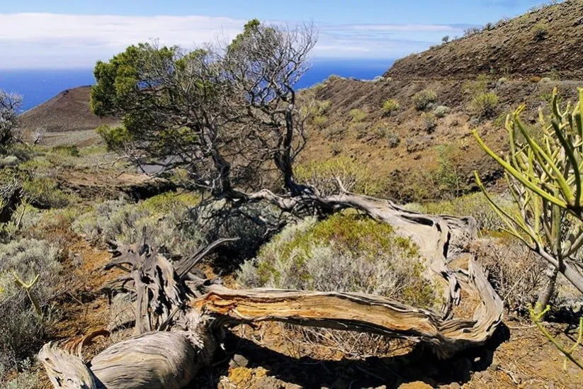 El Sabinar, El Hierro
