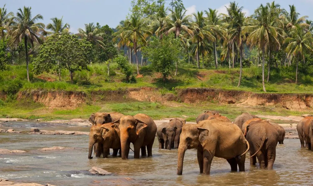 Elefanten Herde Nationalpark Sri Lanka
