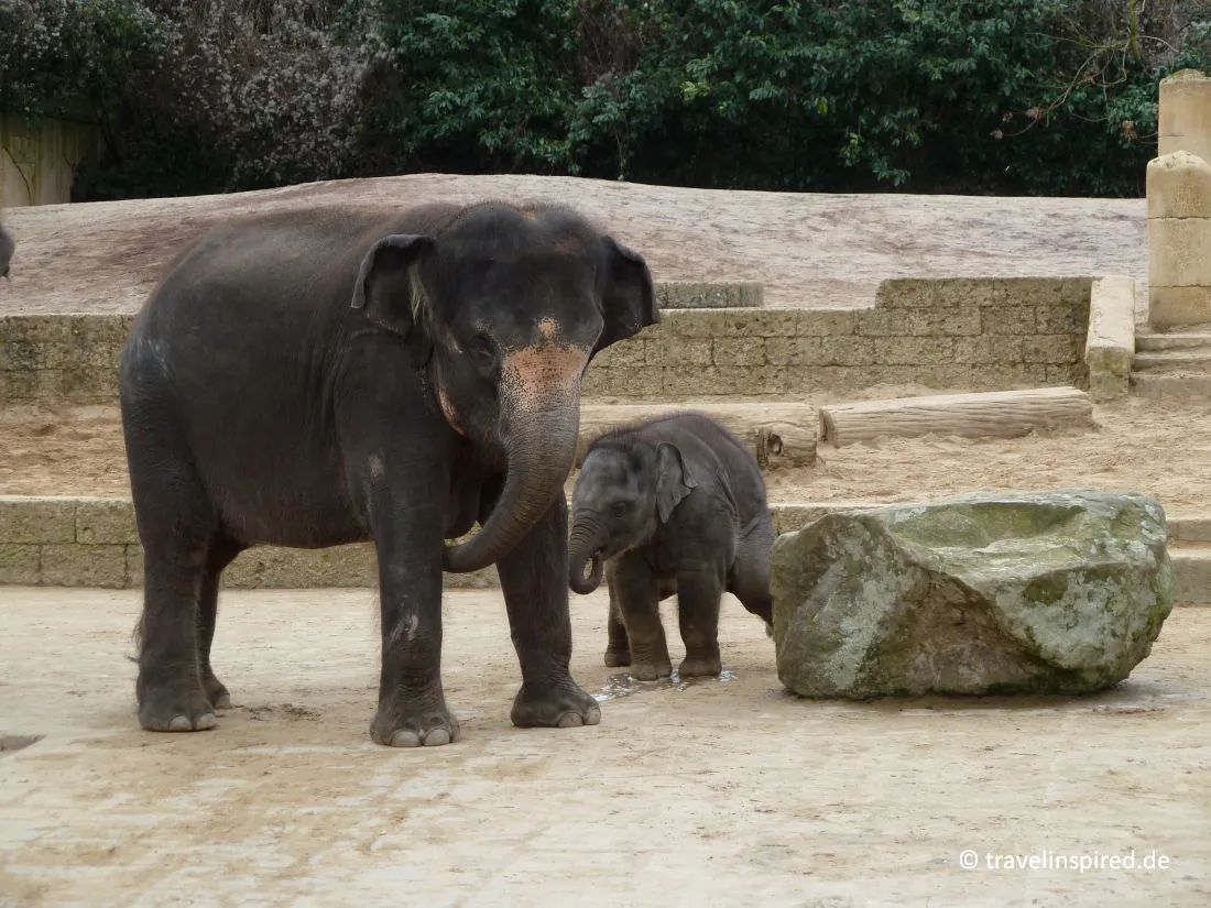 Elefantenfamilie im Erlebniszoo Hannover
