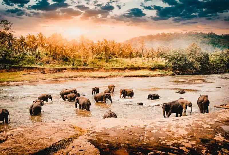 Elefantenherde, die in Sri Lanka im Fluss badet