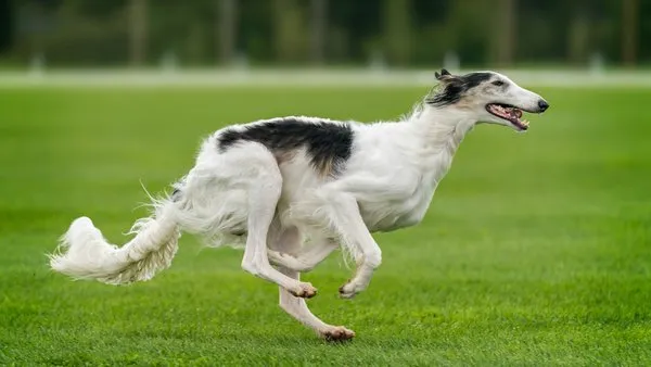 Eleganter Barsoi als Beispiel für domestizierte Hunderassen