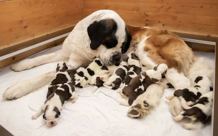 Elf Bernhardiner Welpen, einige spielen auf dem Boden, andere kuscheln