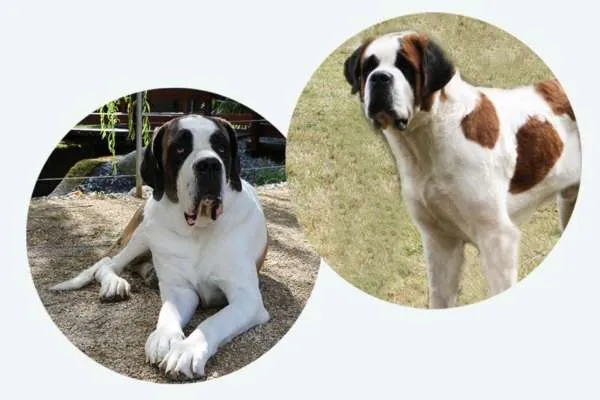 Elf Bernhardiner Welpen in einem grossen Korb