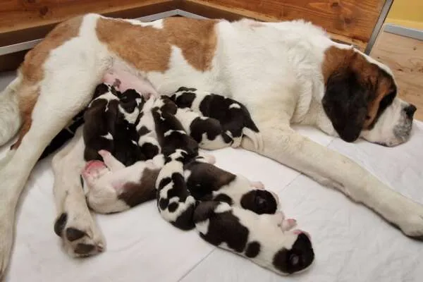 Elf kurzhaarige Bernhardiner Welpen liegen eng aneinander in einem Körbchen