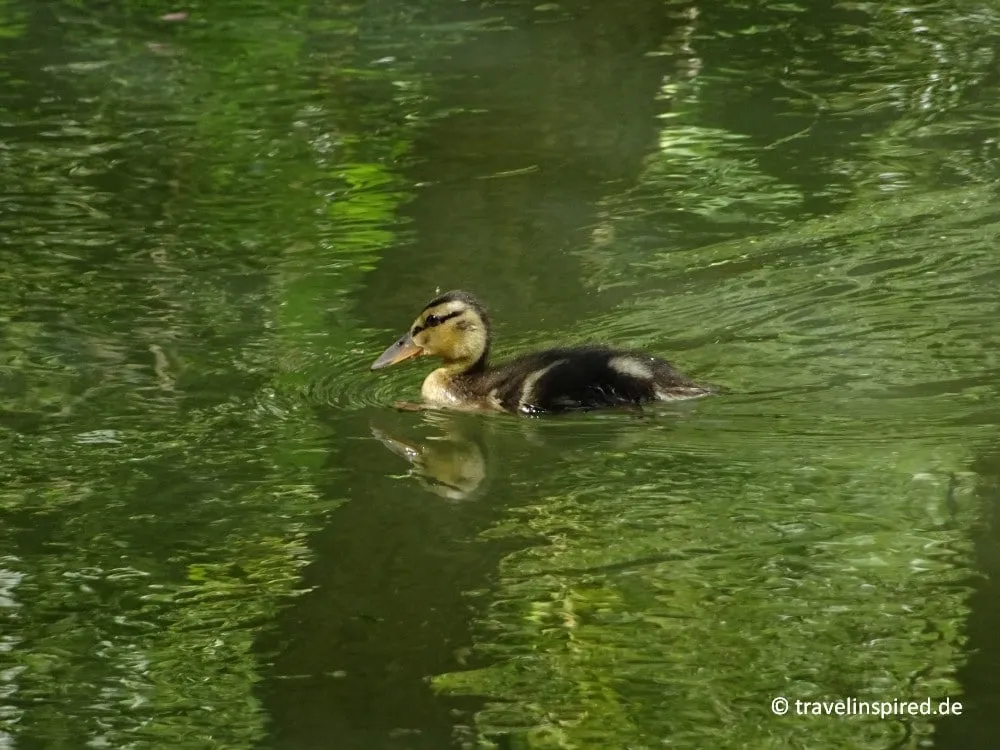 Entenbaby schwimmt auf der Pegnitz in der Fränkischen Schweiz, Nürnberger Land