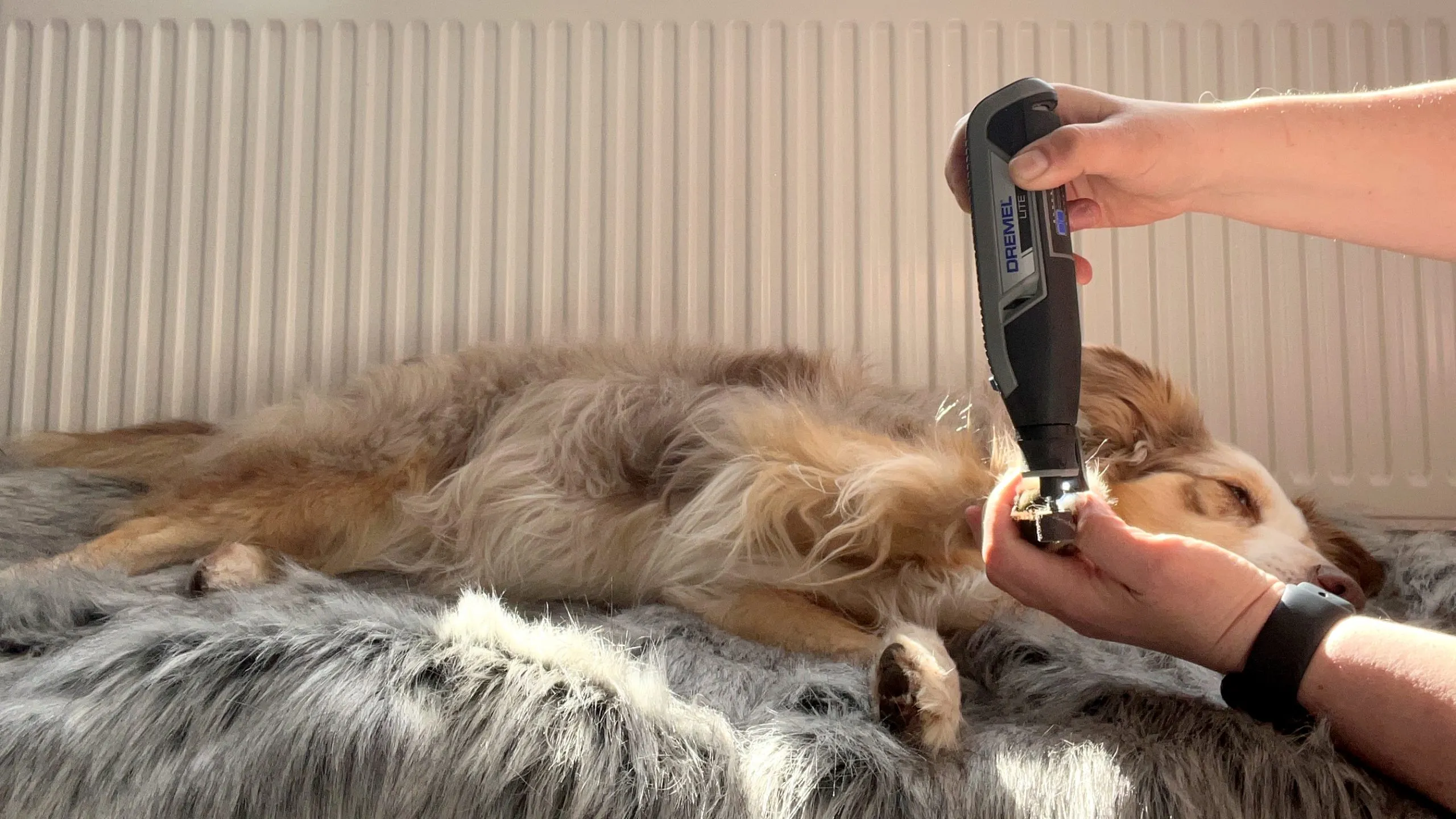 Entspannter Hund während des Krallenkürzens mit einem Krallenschleifer, symbolisiert erfolgreiches Medical Training und Geduld.