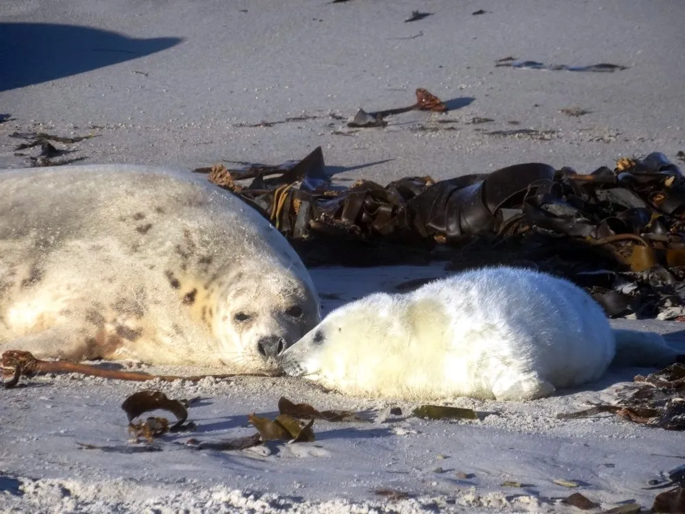 Entzückende Kegelrobbenbabys am Strand der Helgoländer Düne, ein Highlight für Tierliebhaber bei Unternehmungen in Norddeutschland.
