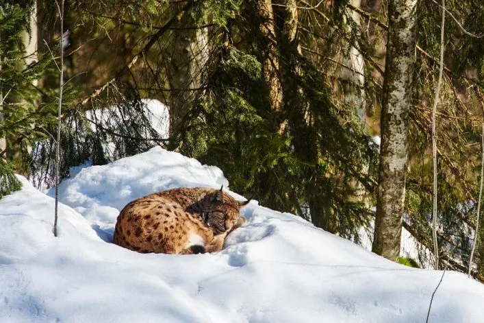 Europäischer Luchs im Harz
