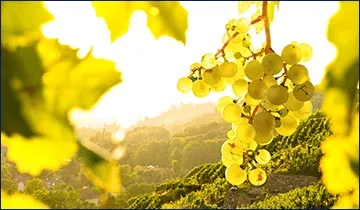 Exklusive Weine und Sekte aus dem CERES Weinkeller