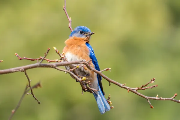 Familie beobachtet Vögel im Wald