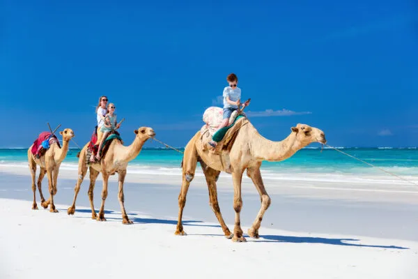 Familie reitet auf Kamelen in der Wüste