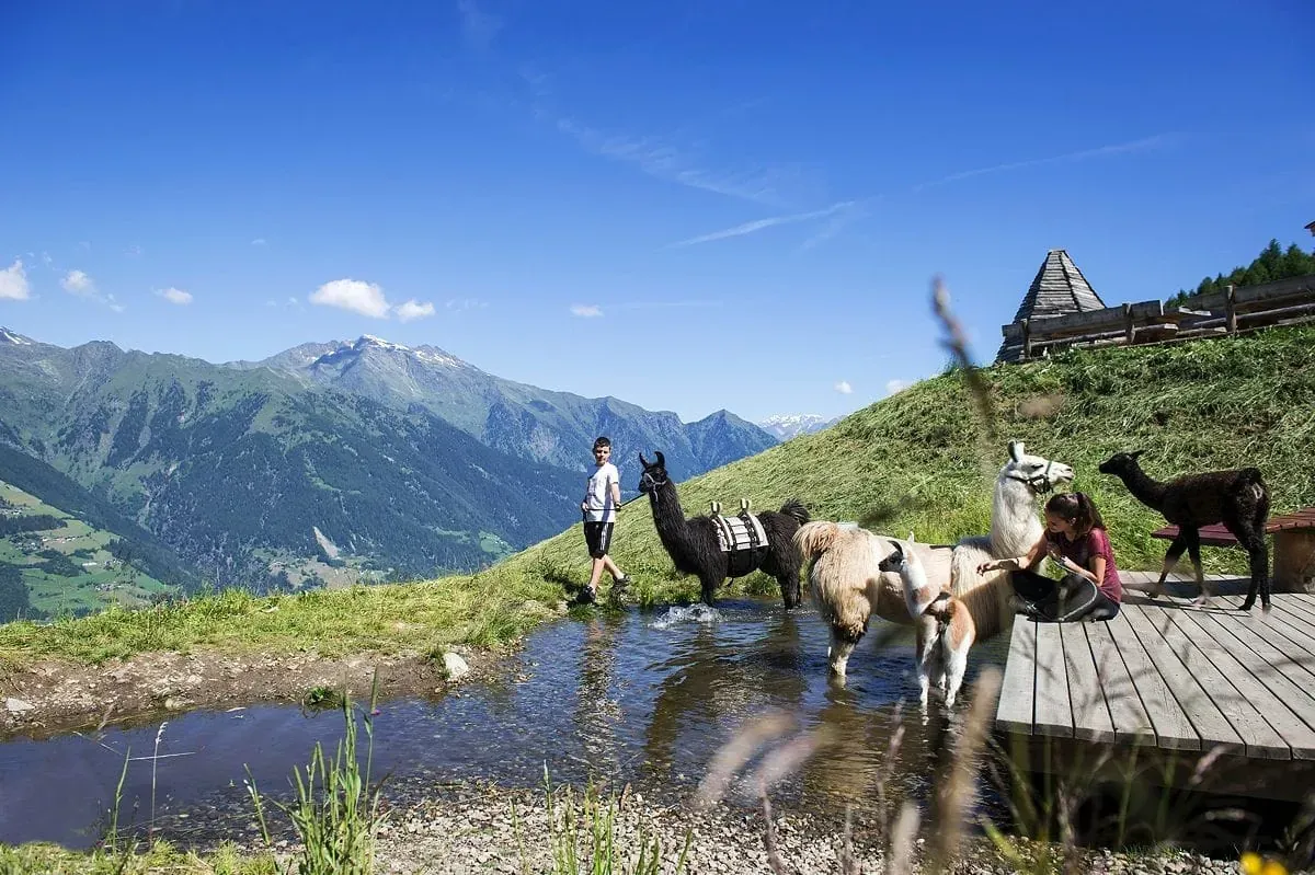 Familienalm Taser Alpakas