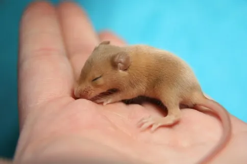 Farbmaus Baby