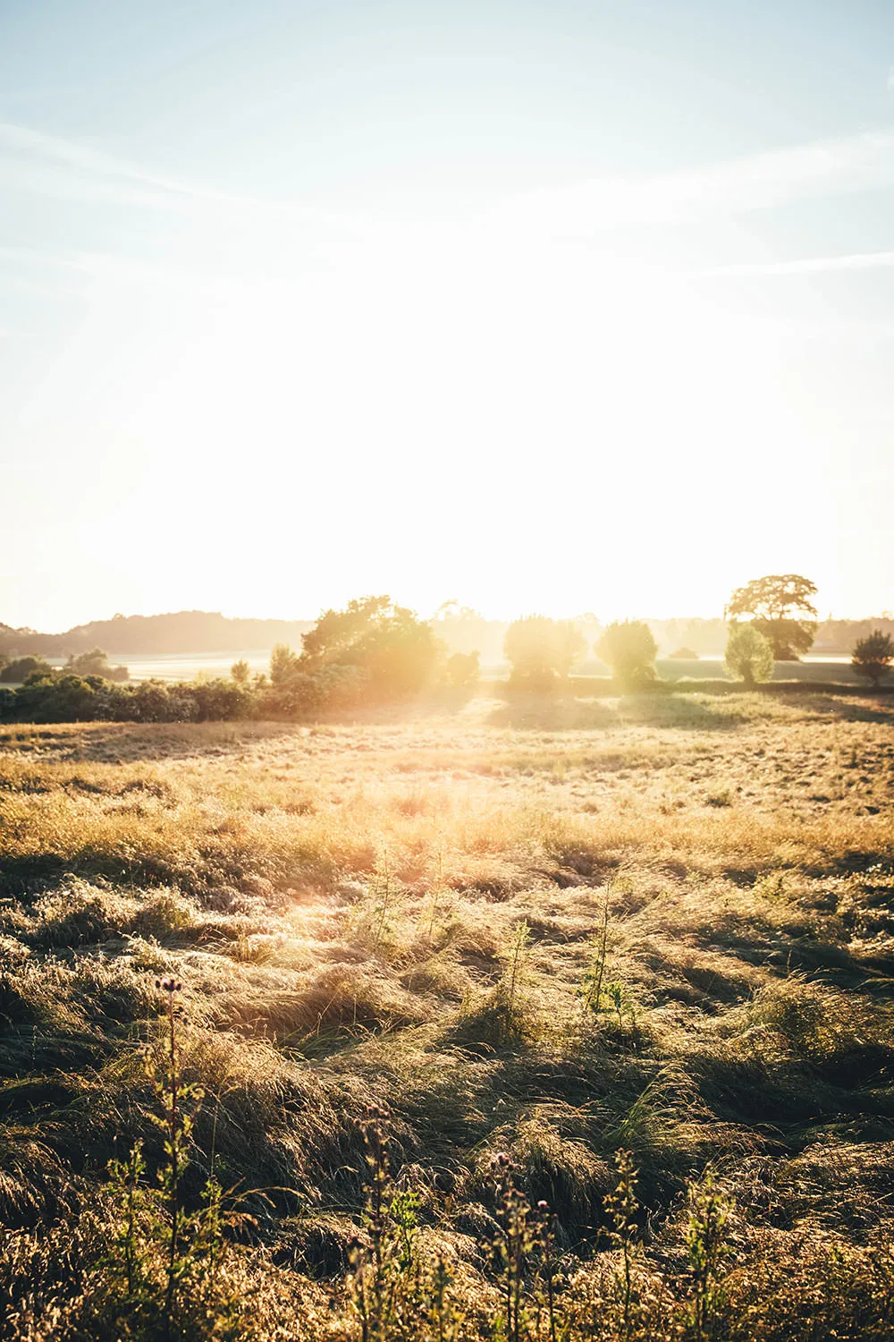 Felder auf der dänischen Insel Lolland | moeyskitchen.com