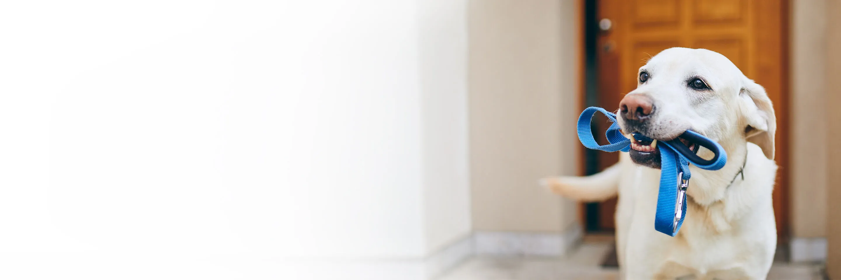 Fertige Hundegarderobe mit personalisiertem Namen und Pfotenabdrücken, an der Hundeleinen und Halsbänder hängen.