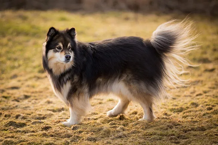 Finnischer Lapphund steht auf einem Feld.