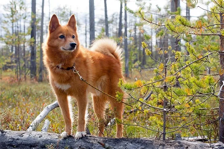 Finnischer Spitz steht auf einem Baumstamm im Wald.