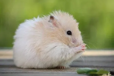 Flauschiger Hamster mit Backentaschen voller Futter auf Holzspänen