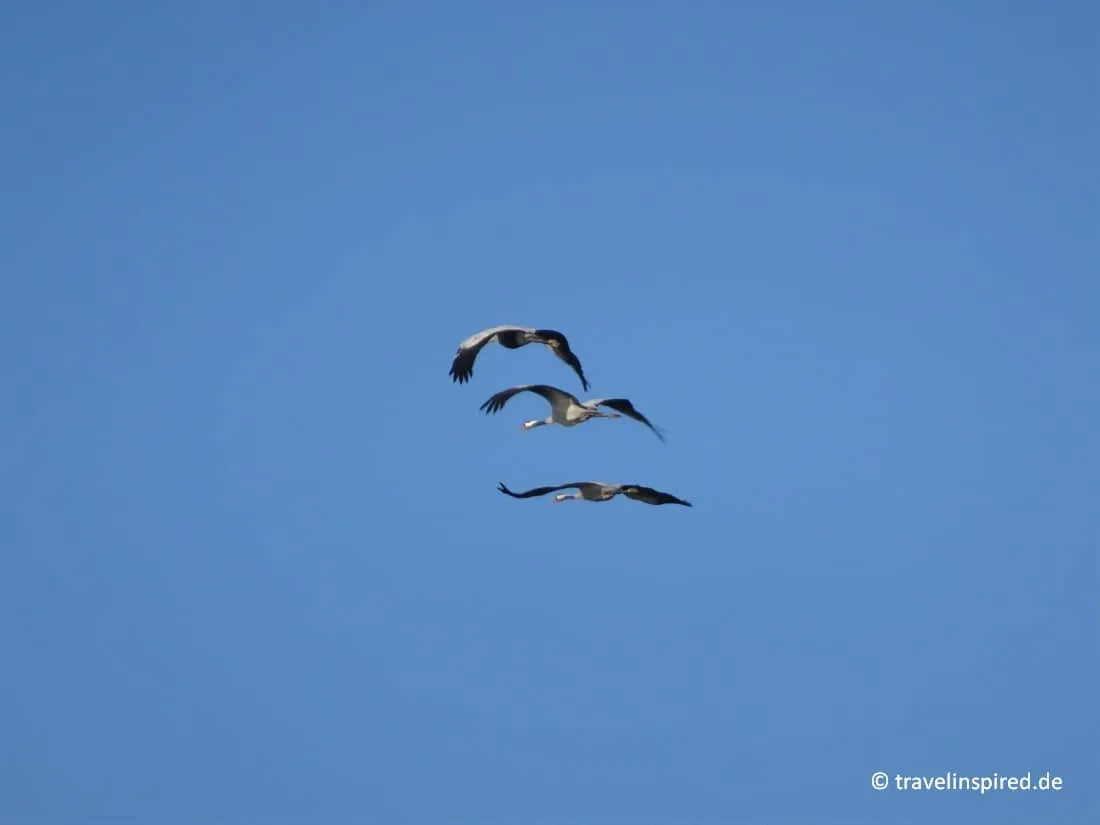 Fliegende Kraniche, Ausflug Tister Bauernmoor Niedersachsen