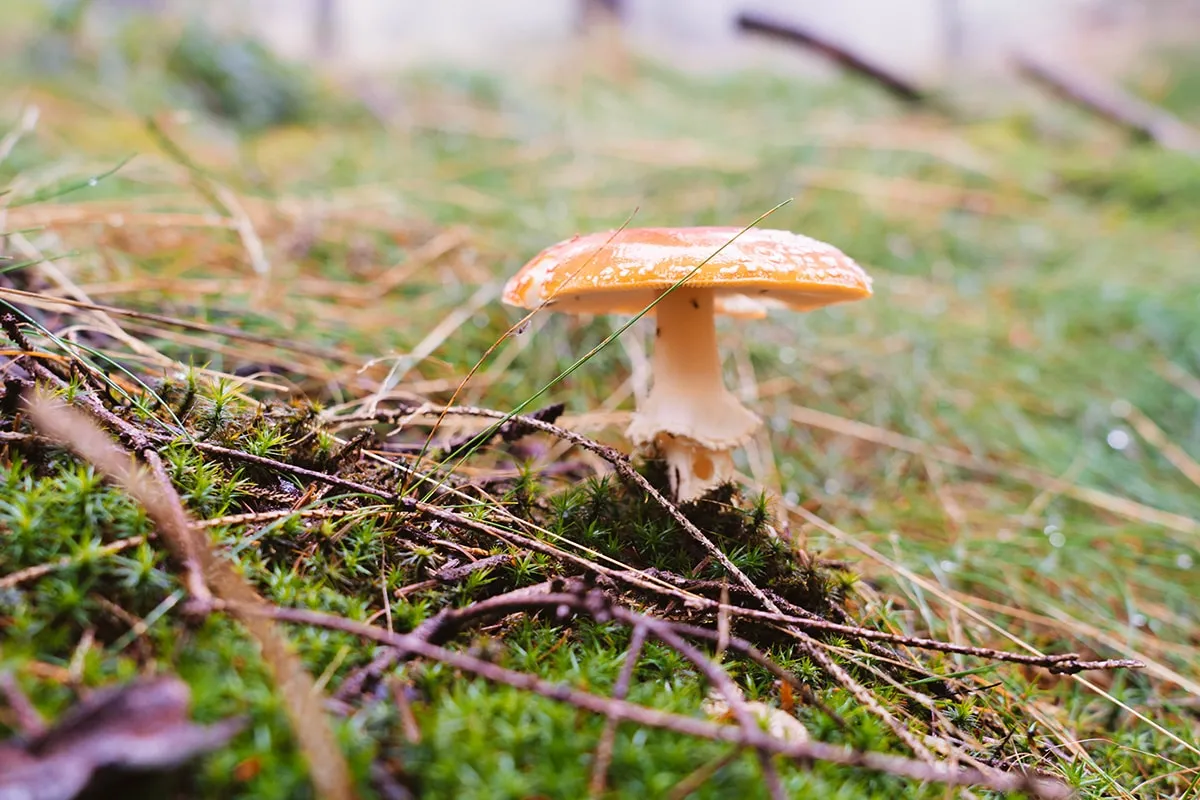 Fliegenpilz im moosigen Wald des Bayerischen Waldes