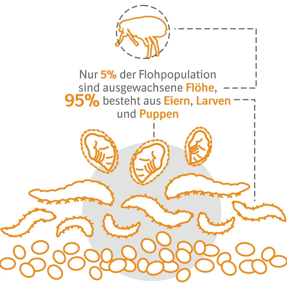 Floh-Pyramide: 95% der Flohpopulation sind Eier, Larven und Puppen