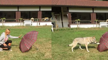 Forscherin Claudia Fugazza und ihr Hund Wiskey, umgeben von Spielzeug. Das Bild zeigt das &quot;Mach's mir nach&quot;-Experiment, das die Intelligenz und das Gedächtnis des Hundes als Haustier belegt.