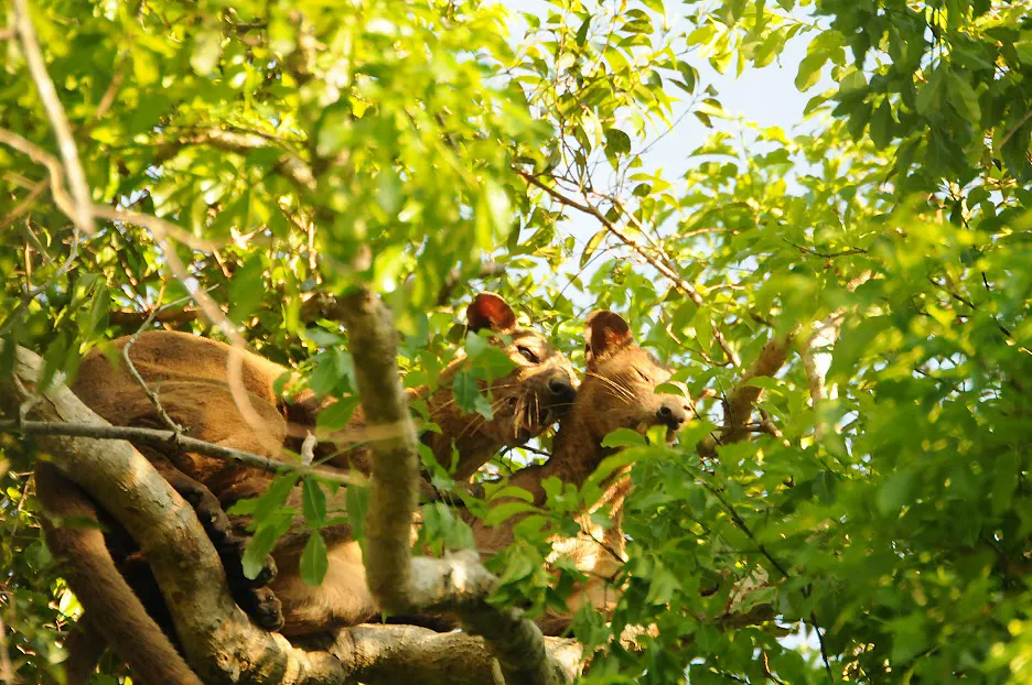 Fossa-Paarung im Kirindy-Trockenwald – ein Zeichen für die Wildnis dieser Tiere