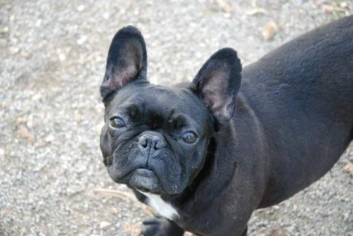 Französische Bulldogge mit traurigem Blick