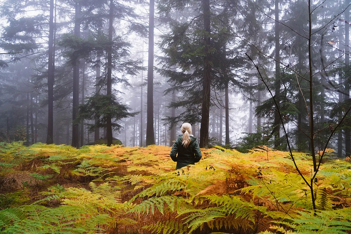 Frau wandert durch farbenprächtigen Herbstfarn am Kaitersberg