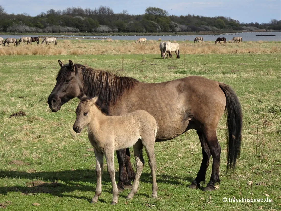 Freilebende Konik-Wildpferde im Naturschutzgebiet Geltinger Birk, ein beeindruckendes Erlebnis für Natur-Unternehmungen in Schleswig-Holstein.