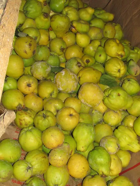 Frisch geerntete Quitten für Quittensaft auf einem Holzwagen in der Manufaktur