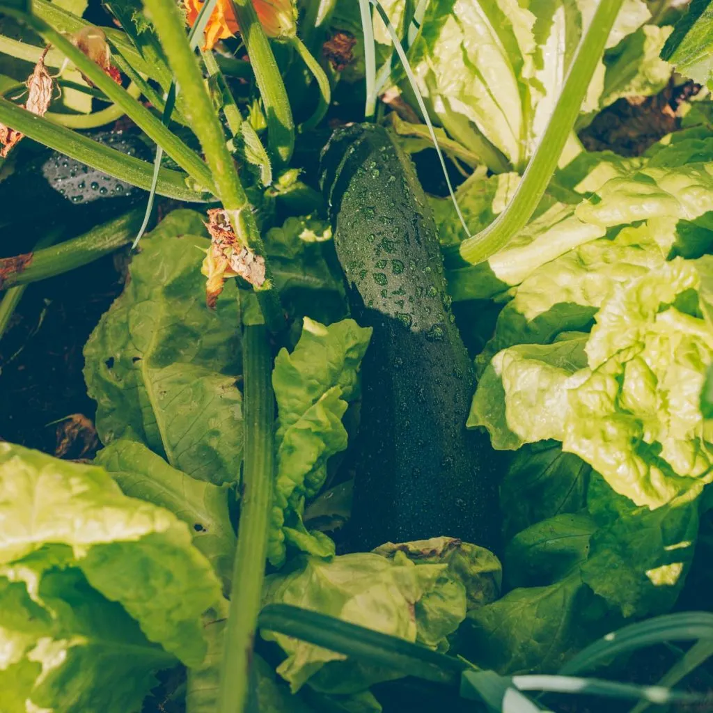Frisch geernteter Kohlrabi aus dem Urban Garden, bereit für köstliche Rezepte
