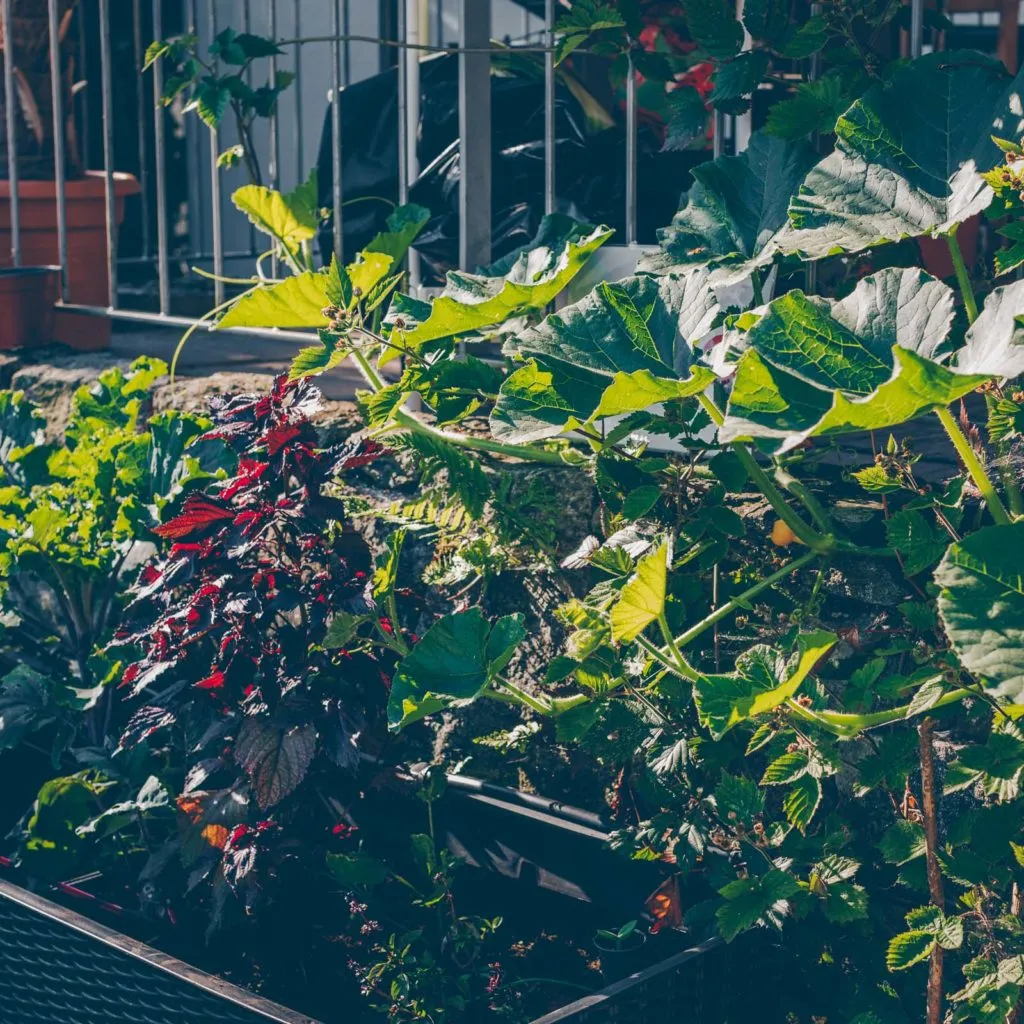Frisch gewachsene Zucchini, bereit zur Ernte für sommerliche Rezepte