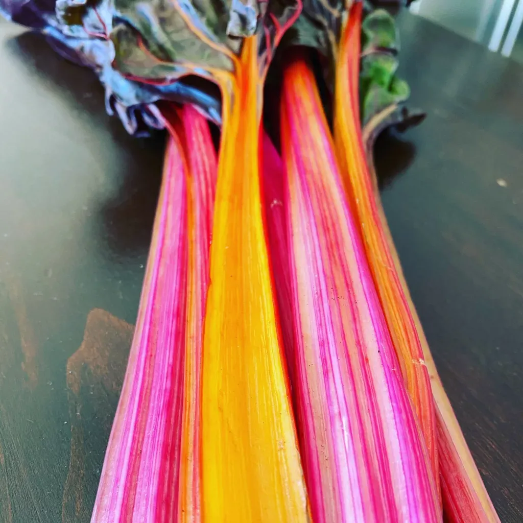 Frische Mangoldstiele in leuchtenden Farben