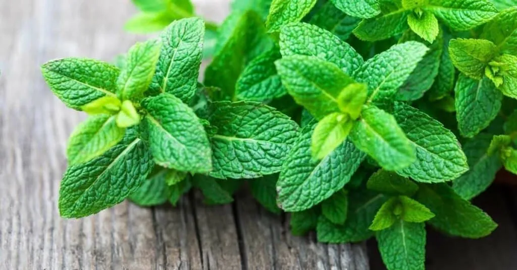 Frische Pfefferminzblätter, ideal für einen beruhigenden Tee gegen Übelkeit